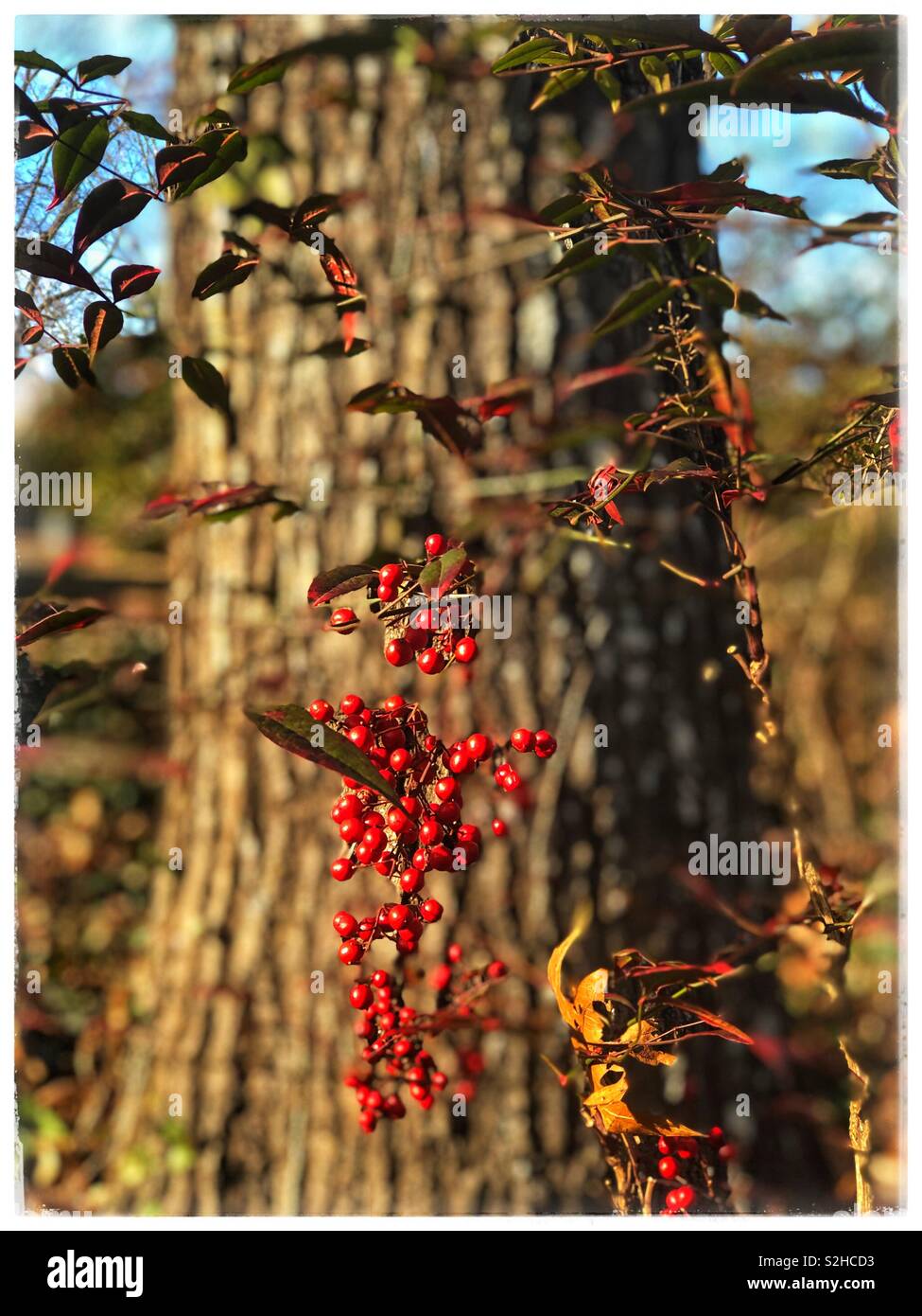 Rote beeren gegen einen Baumstamm Stockfoto