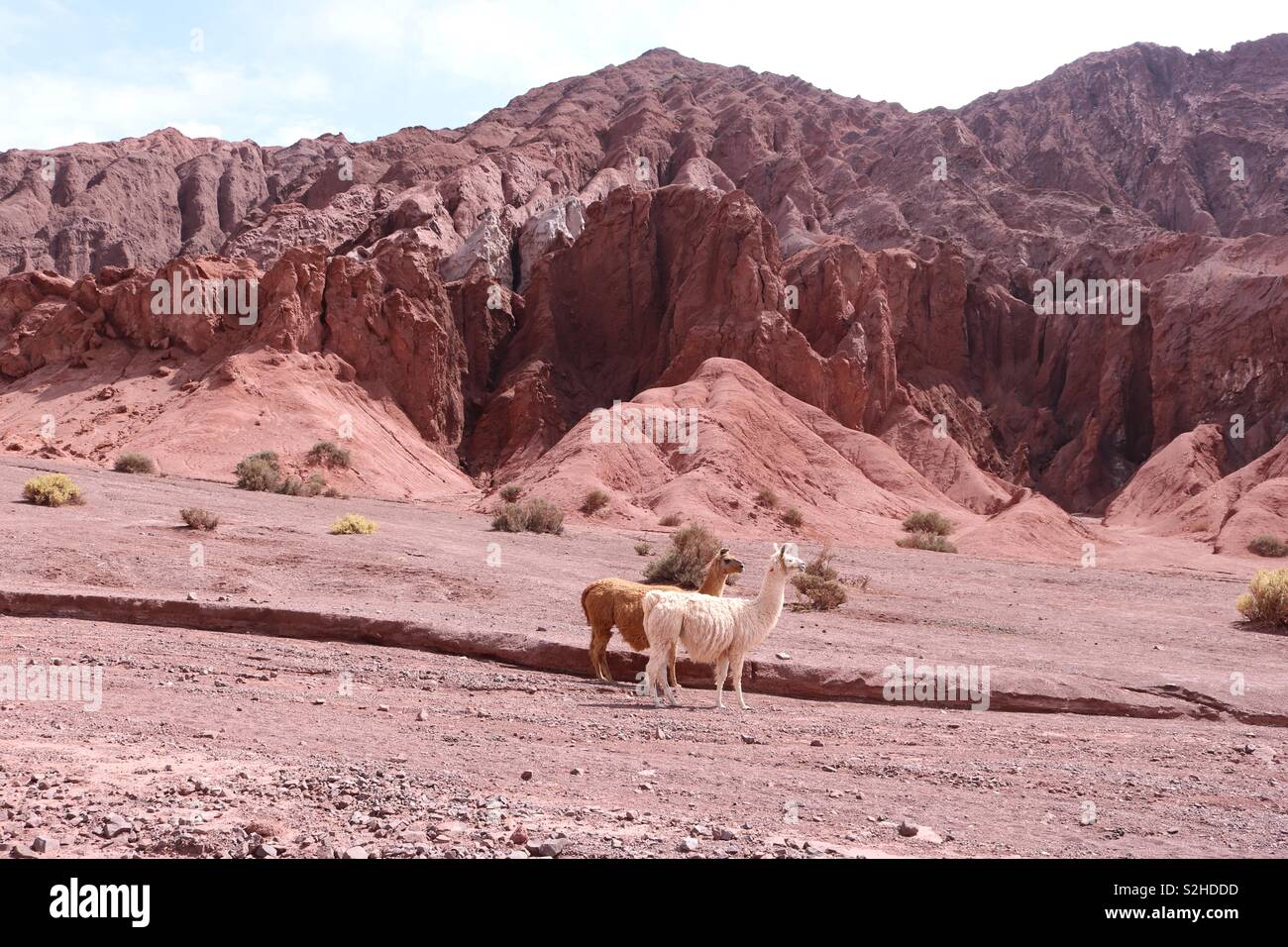 Lamas, Chile Stockfoto
