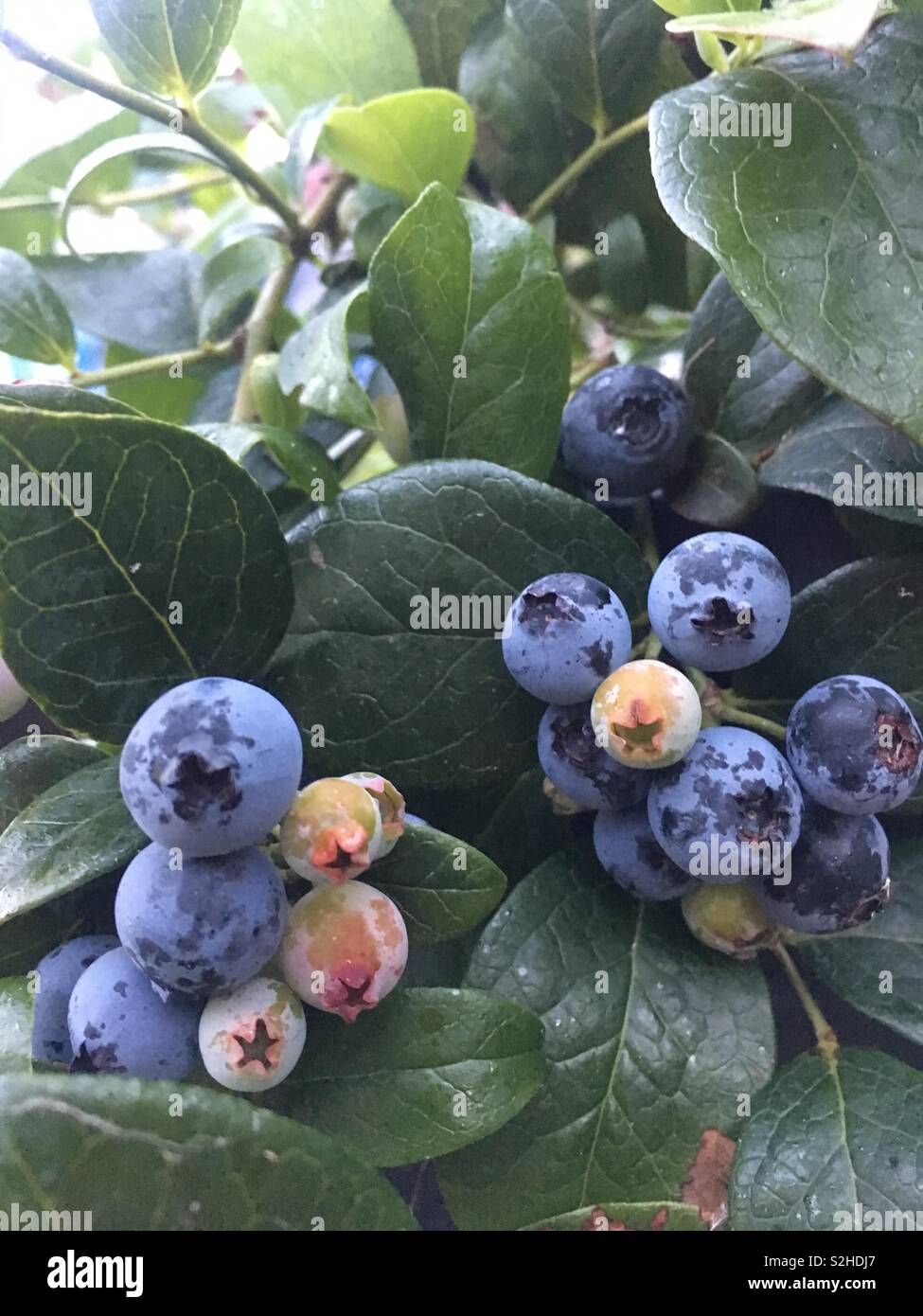 Größenmaß mit Obst in verschiedenen Stadien der Reifezeit, Sommer, Neuseeland 2019 Stockfoto