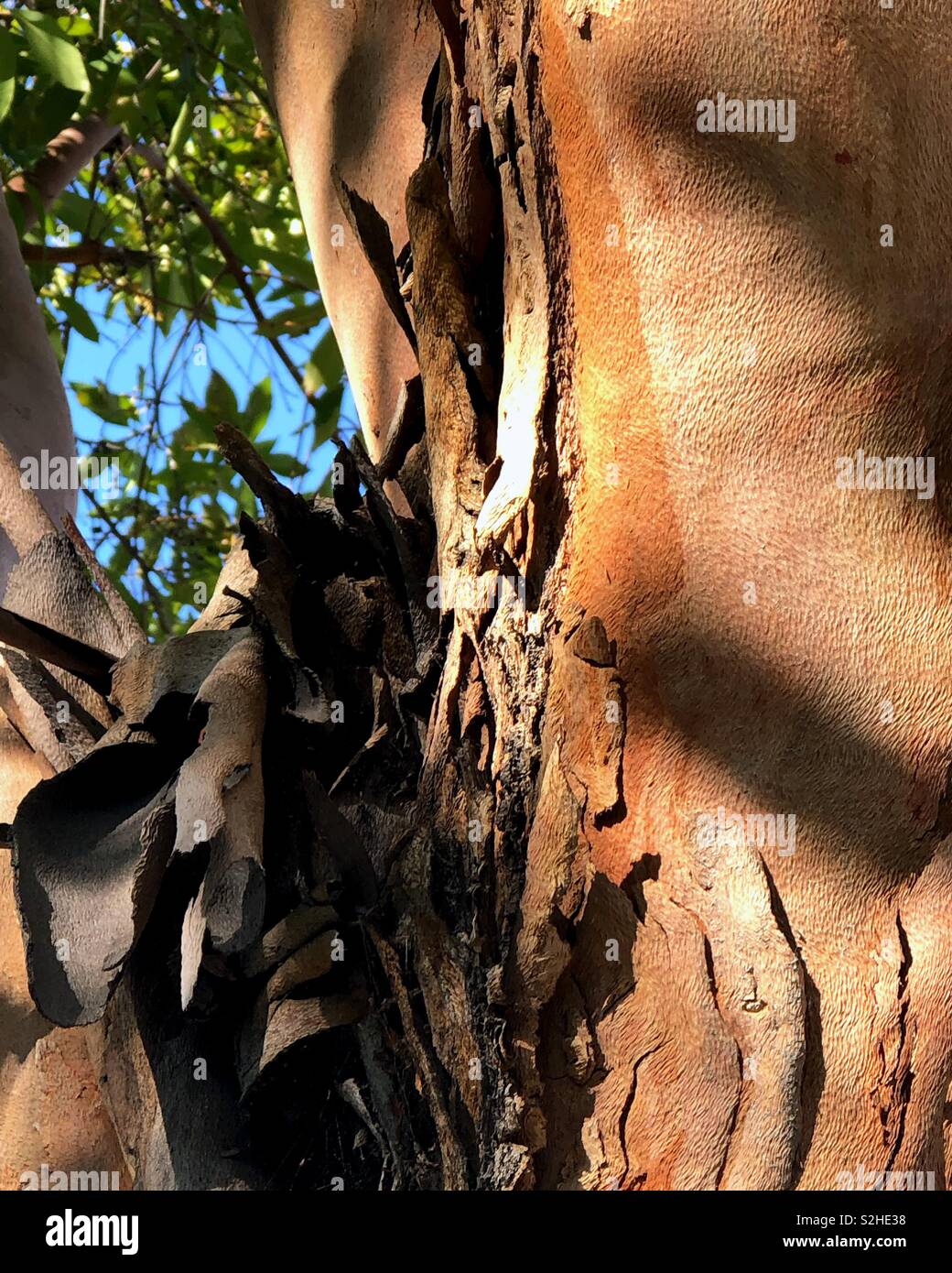 Der Eukalyptusbaum, glatte Oberflächen und Entfaltung Rinde sind Wahrzeichen von Los Angeles. Die spät nach Sonne spielt über die Oberfläche und steigert den Kiesstrand Textur. Stockfoto