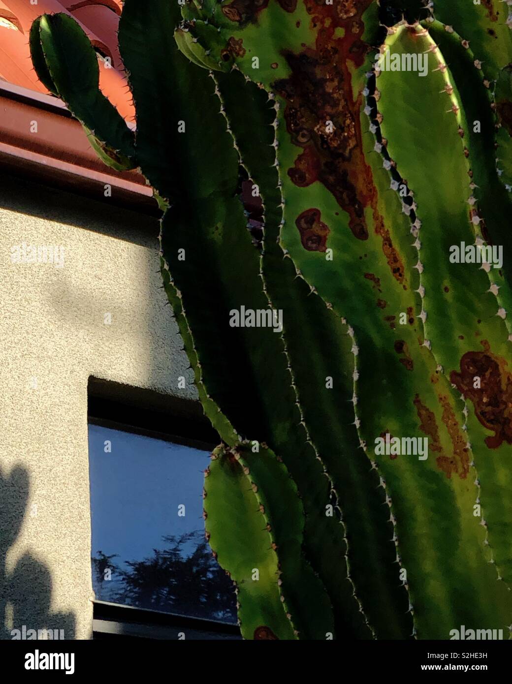 Los Angeles Sonnenuntergänge markieren den Exzenter der lokalen Flora und Fauna. Die hohen Cactus Borsten in den abnehmenden Licht. Stockfoto