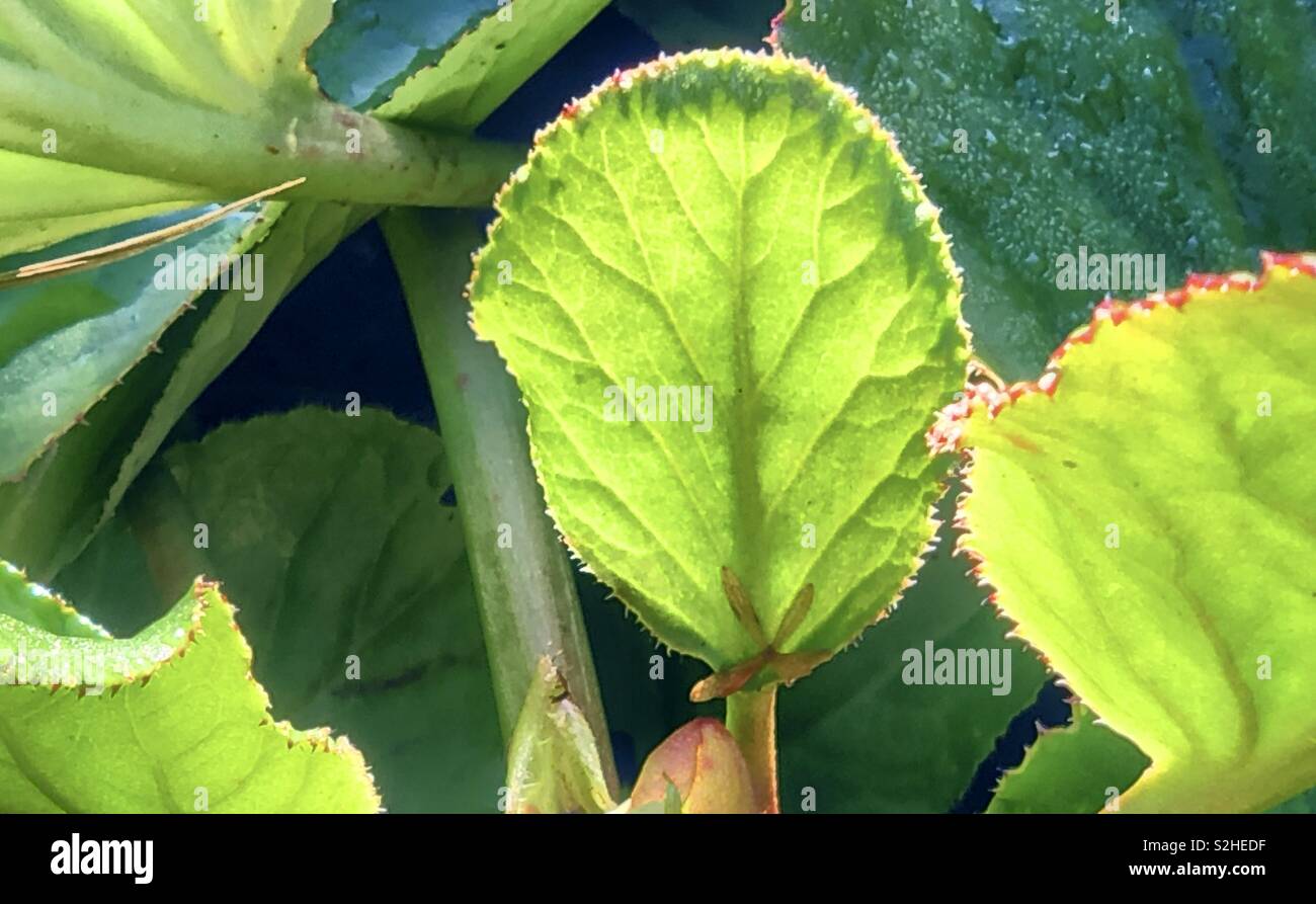 Sonnenschein durch den Elefanten Ohren Stockfoto