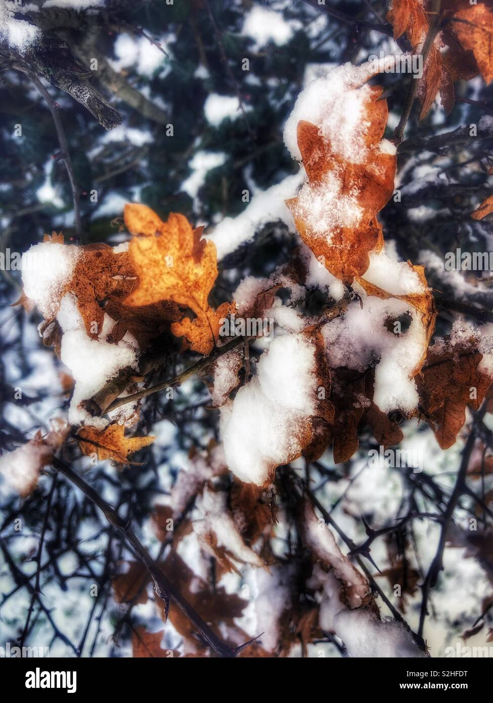 Letzte Blätter von 2018 nun im Jahr 2019 fallenden Schnee. - Smartphone-aufgenommenes Stockfoto