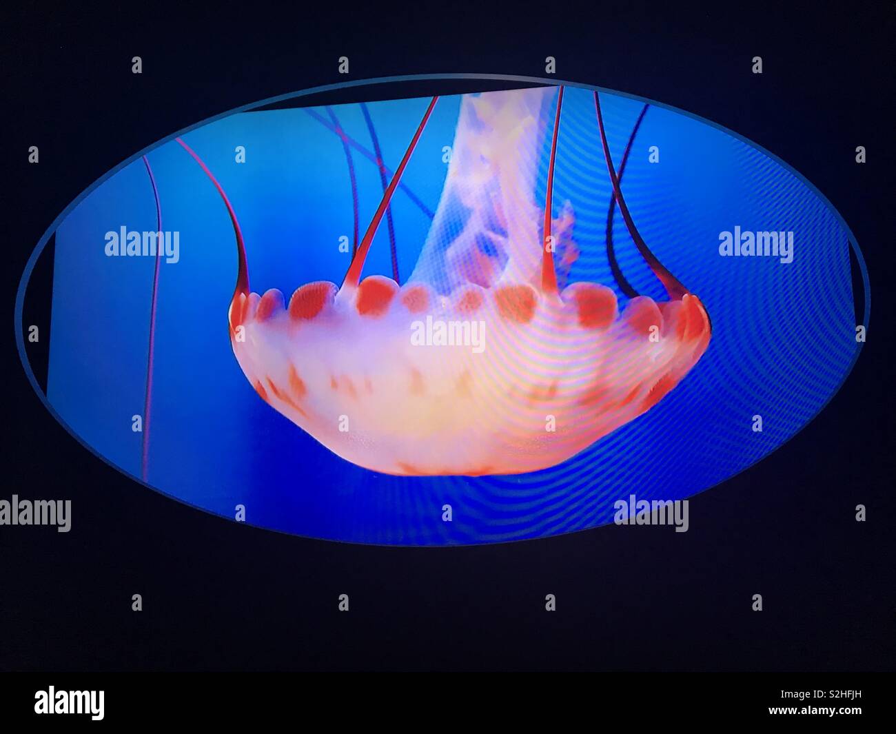 Quallen Toronto Stockfoto