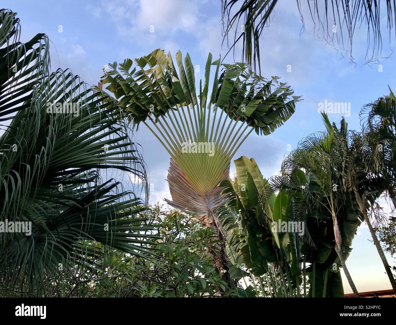 Der reisenden Palme gegen den klaren blauen Himmel Stockfoto