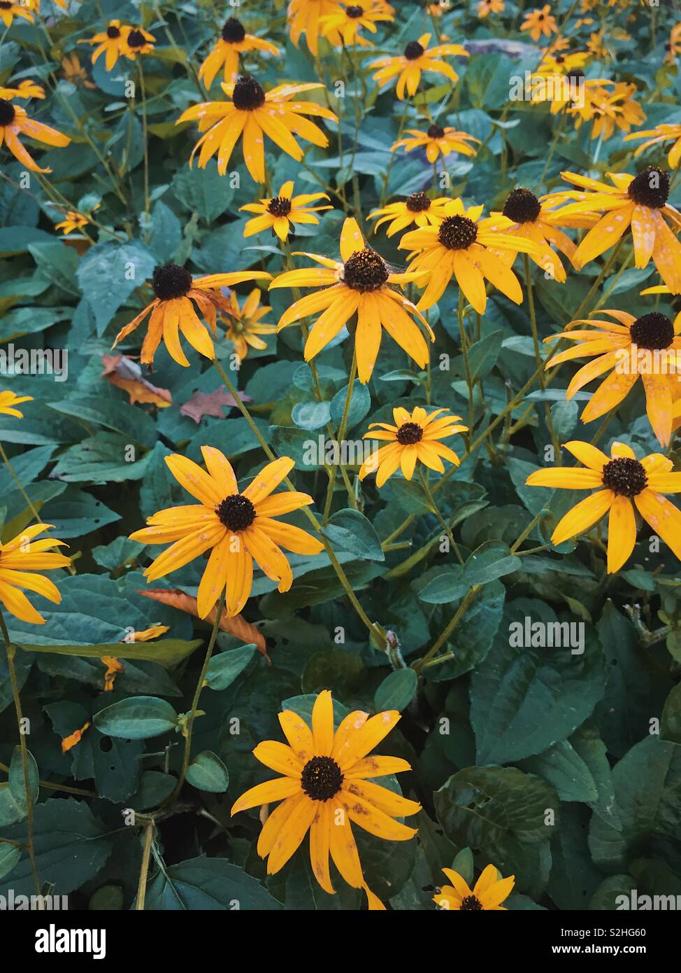 Black Eyed Susans im Garten Stockfoto