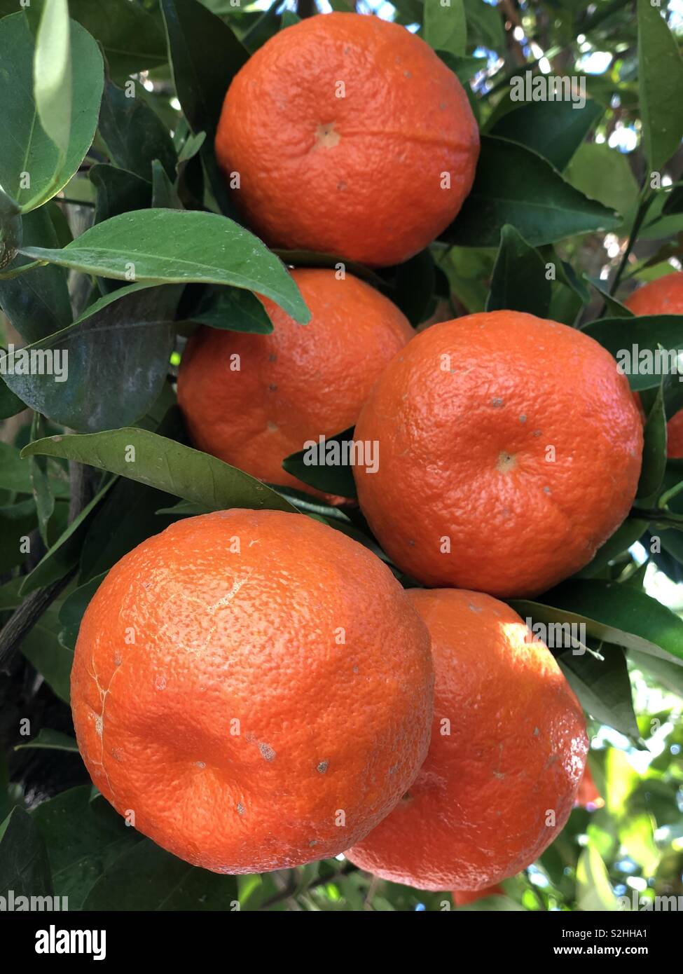 Mandarinen im Baum Stockfoto