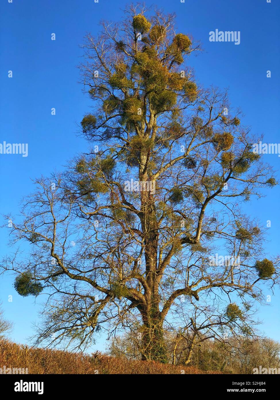 Die Mistel fallenden Baum im Welford Park. Welford. Newbury. Berkshire, England Stockfoto