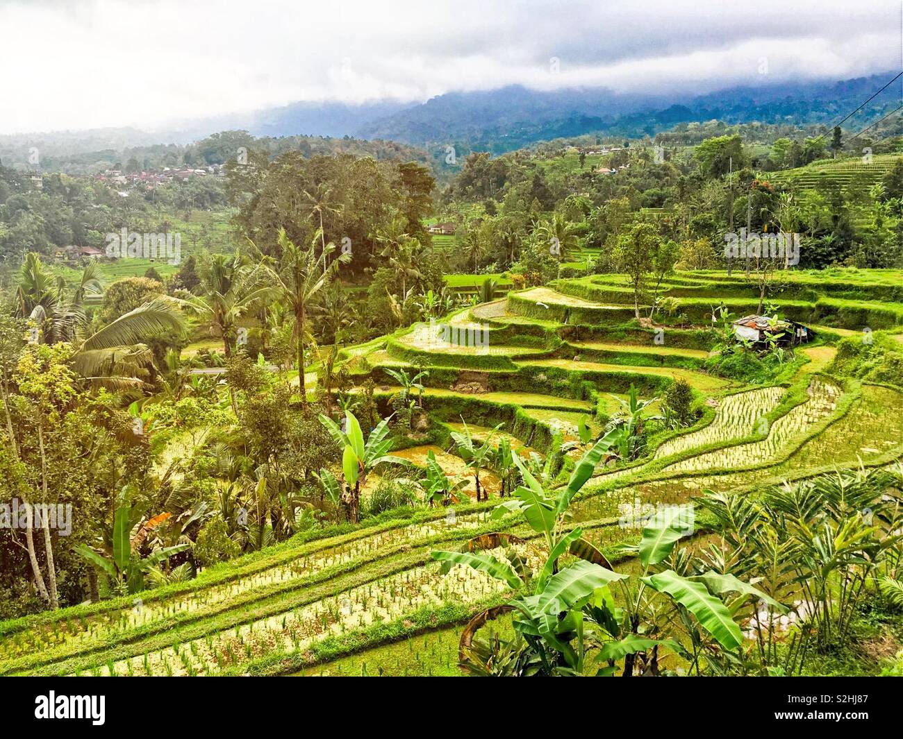Reisfelder in Bali. Stockfoto