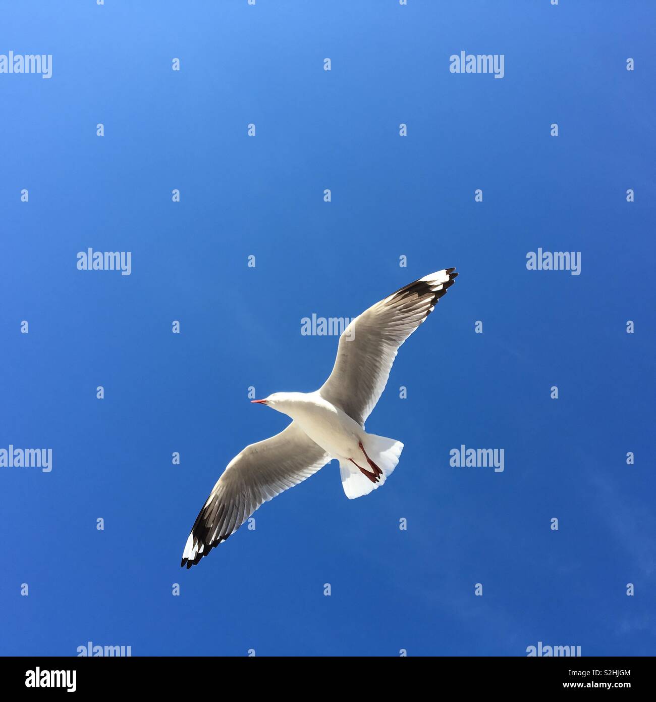 Möwe im Flug vor blauem Himmel - Smartphone-aufgenommenes Stockfoto