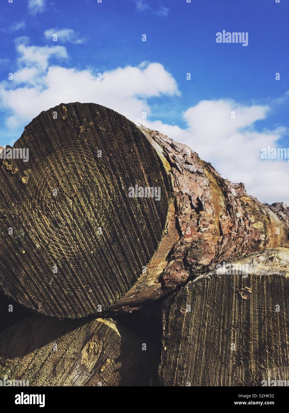 Logging schneiden Bäume speichern Sie die Planeten. Gehackte Protokolle - Smartphone-aufgenommenes Stockfoto