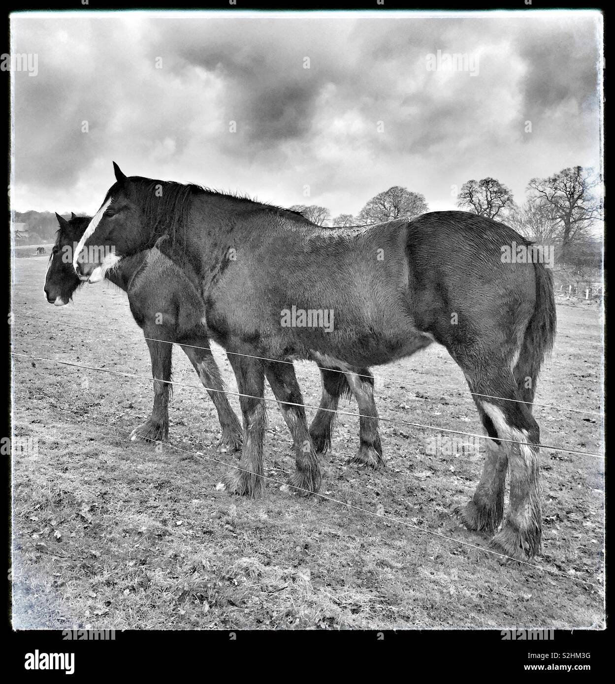 Shire horse centre Fotos und Bildmaterial in hoher Auflösung Alamy