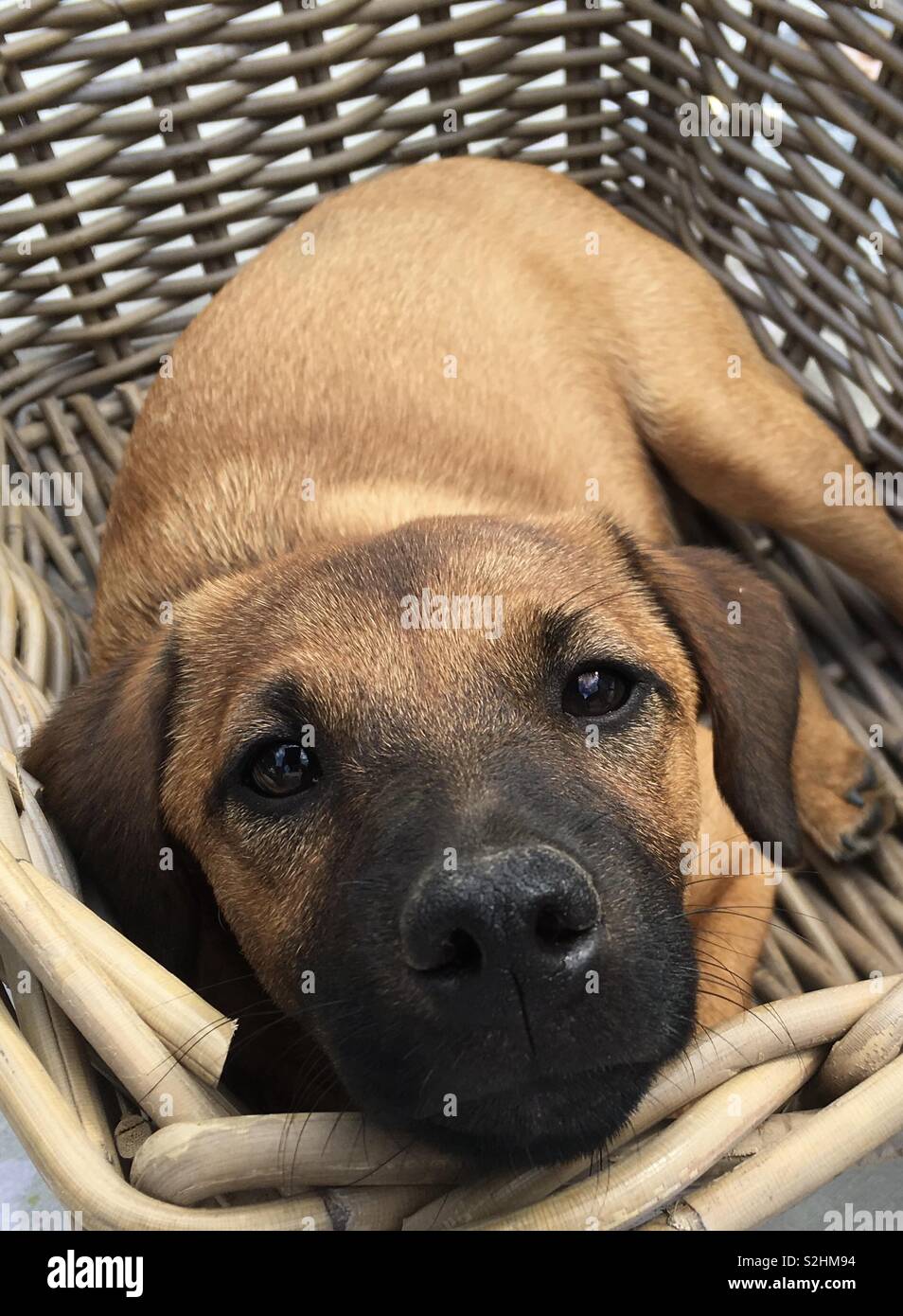 Brauner Hund in einen Wäschekorb ruhen - Smartphone-aufgenommenes Stockfoto