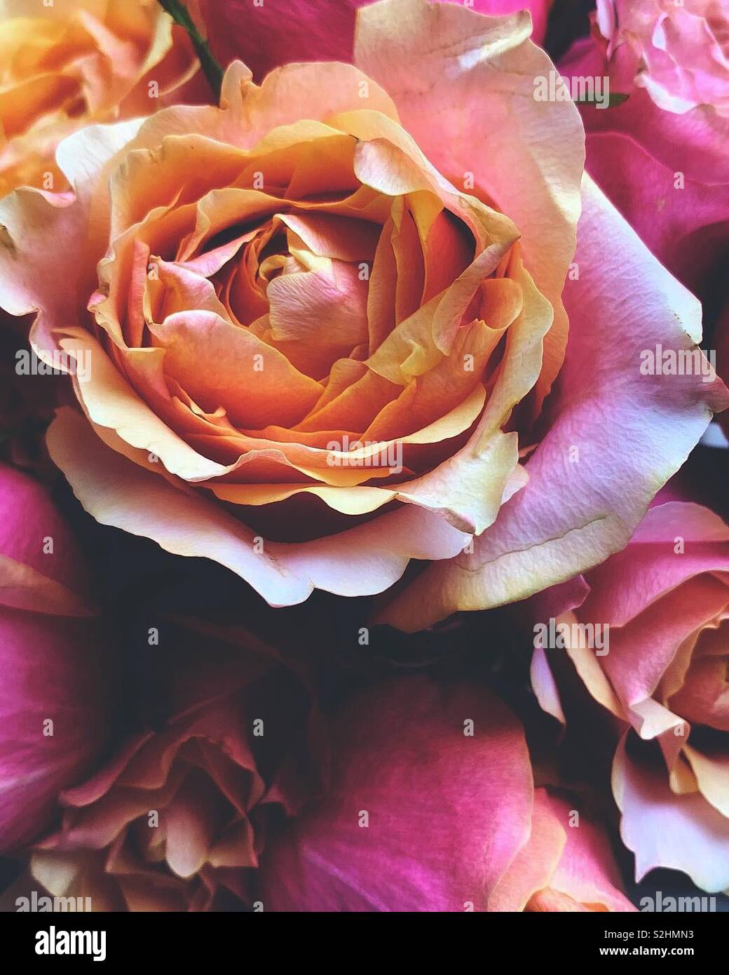 Rosen aus der Nähe - Smartphone-aufgenommenes Stockfoto