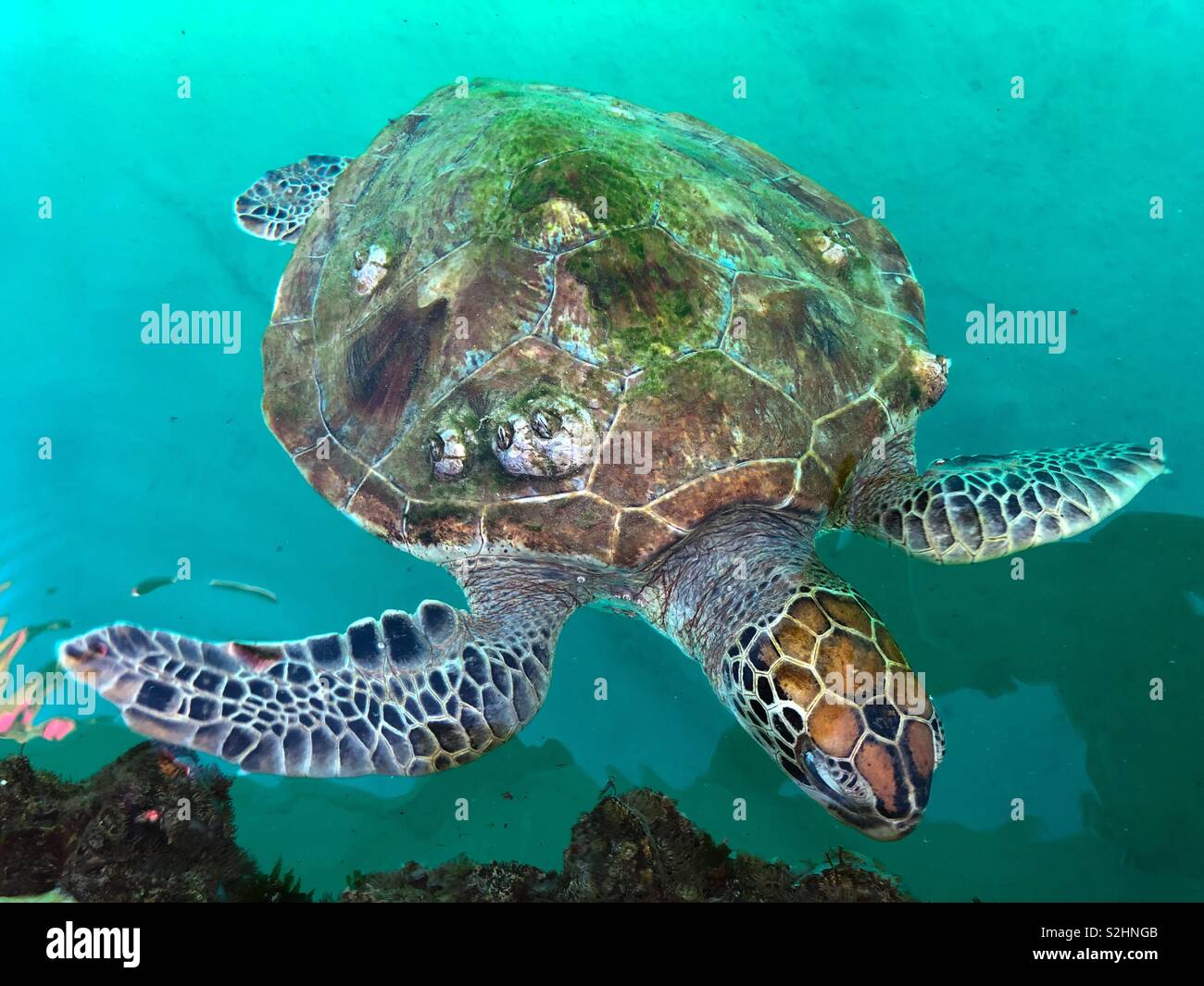 Grüne Schildkröte im Meer von Oman Stockfoto