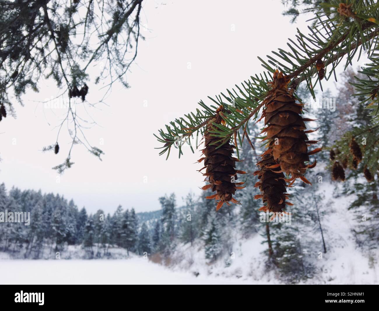 Nahaufnahme der Fir Tree Branch mit Kegel und verschneite Landschaft im Hintergrund. - Smartphone-aufgenommenes Stockfoto