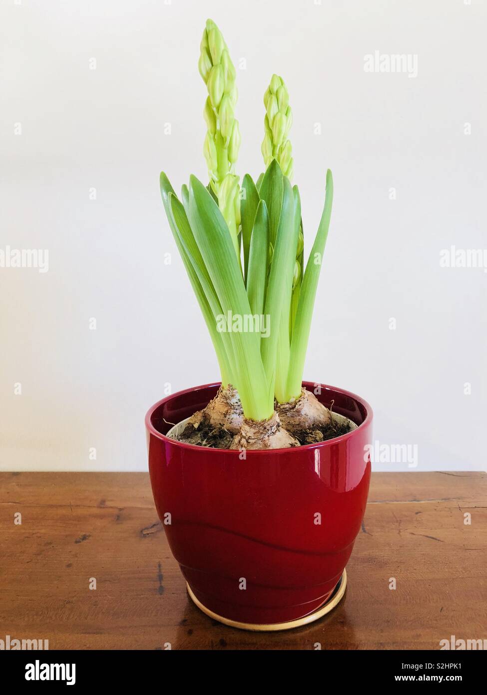 Hyazinthe in Rot Pot - Smartphone-aufgenommenes Stockfoto