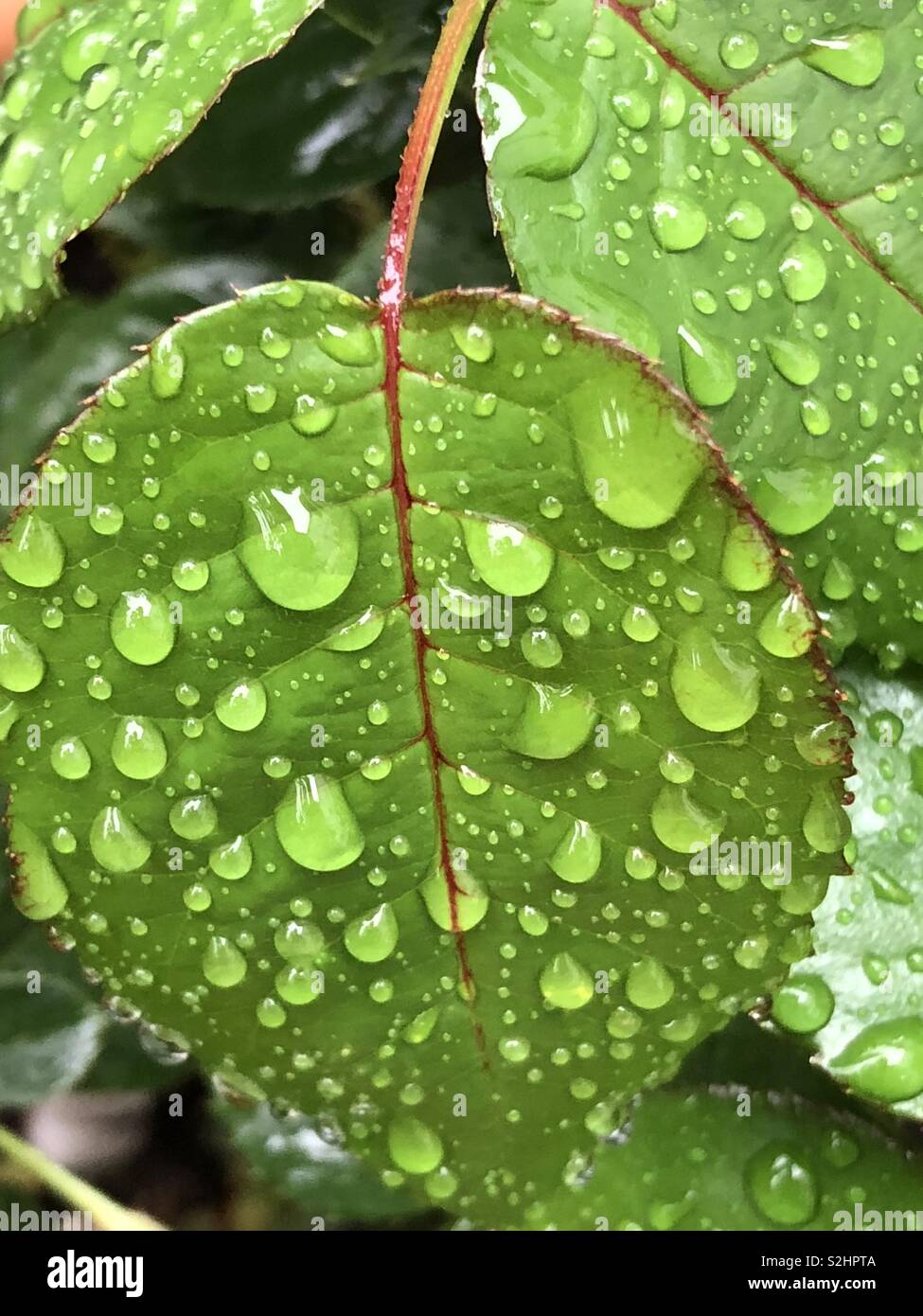 Tropfen nass vom Regen Stockfoto