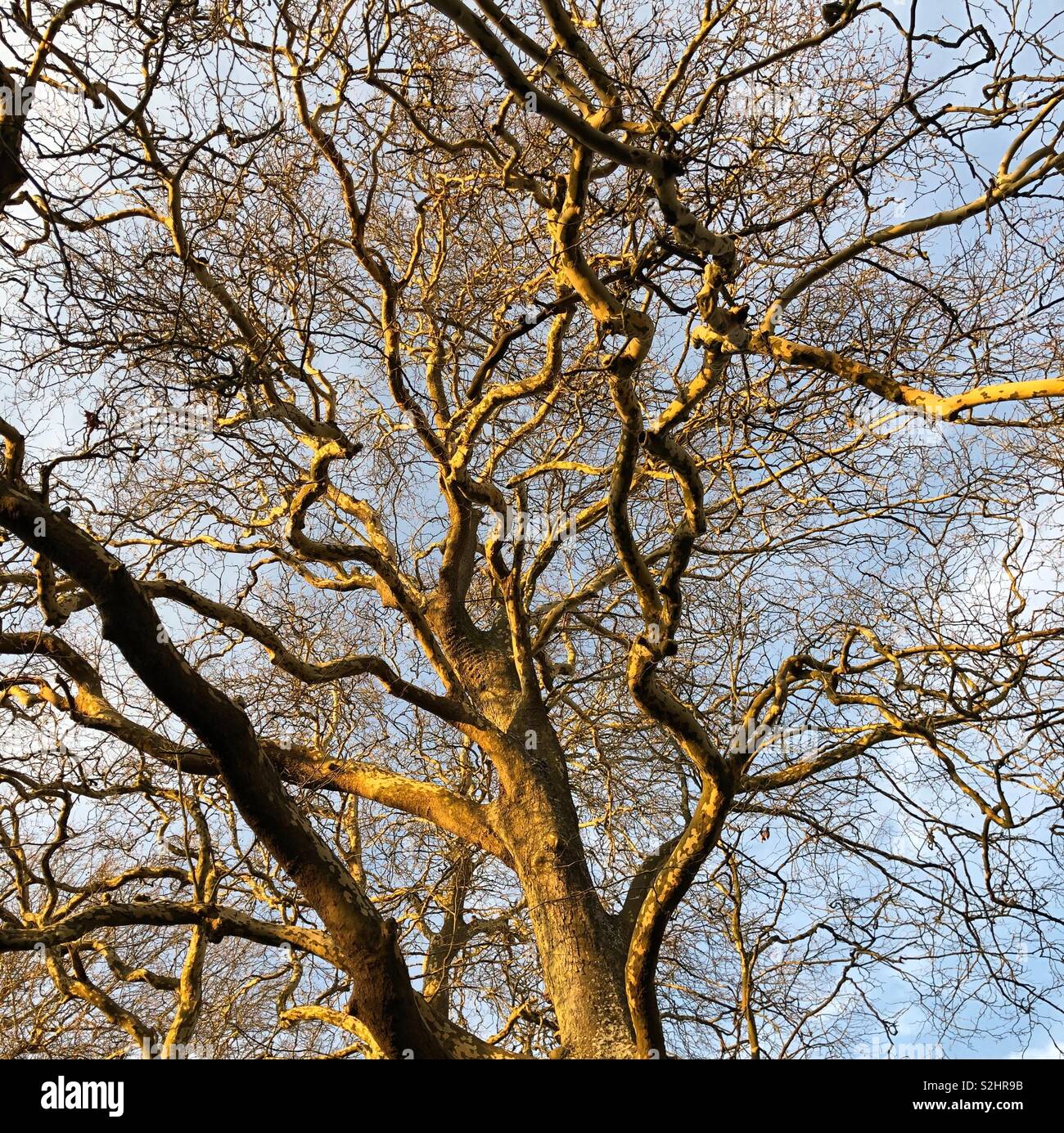 Schönen gewundenen Zweige eines Baumes Scharf beleuchtet am späten Nachmittag Sonne. - Smartphone-aufgenommenes Stockfoto