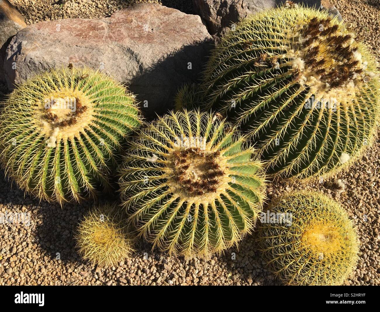 Barrel Kaktus in der Wüste von Arizona Stockfoto