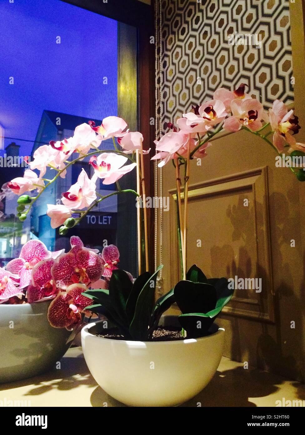 Rosa Orchidee im Topf auf einem Regal in einem Fenster auf dem Display in einem Restaurant in Cork Irland - Smartphone-aufgenommenes Stockfoto