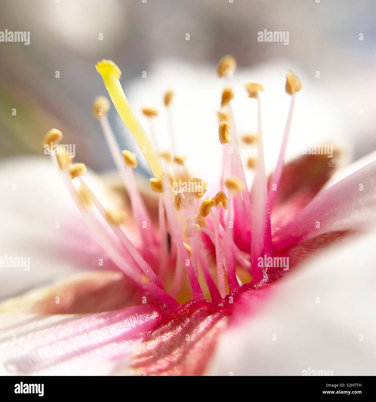 Details einer Mandel Blume Stockfoto