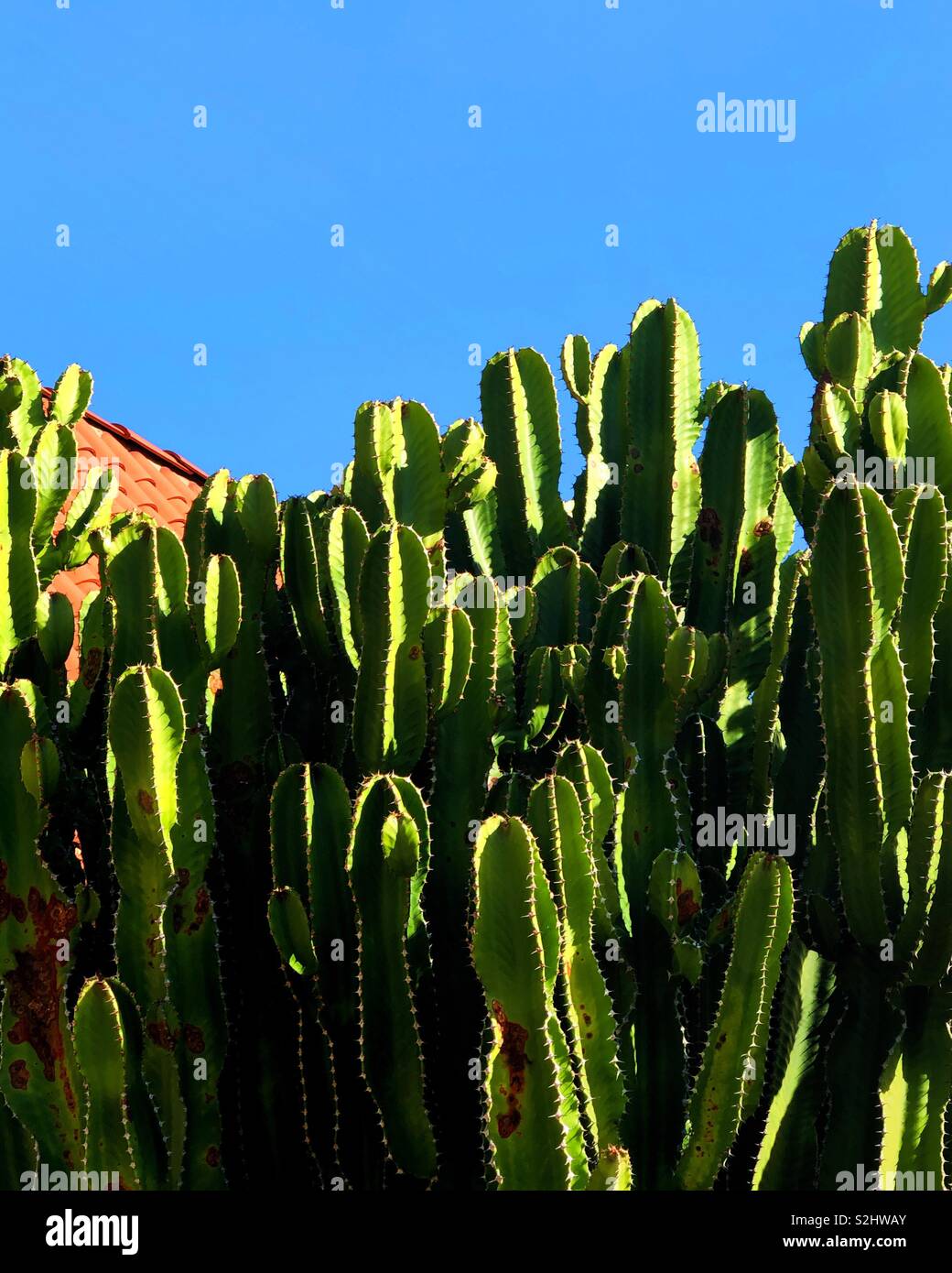 Cactus im Vorgarten. Stockfoto