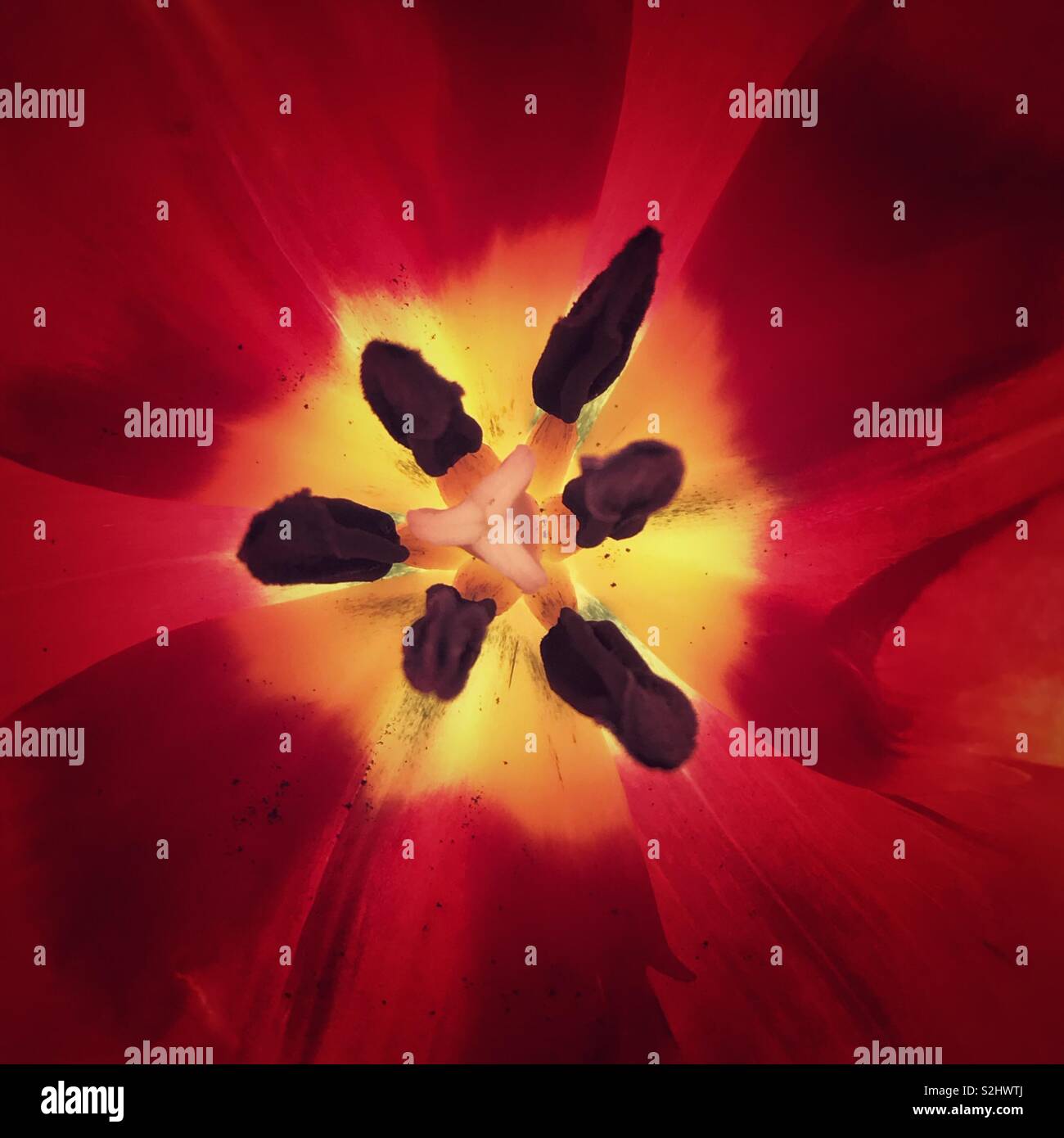 Rote Tulpe Center Stockfoto