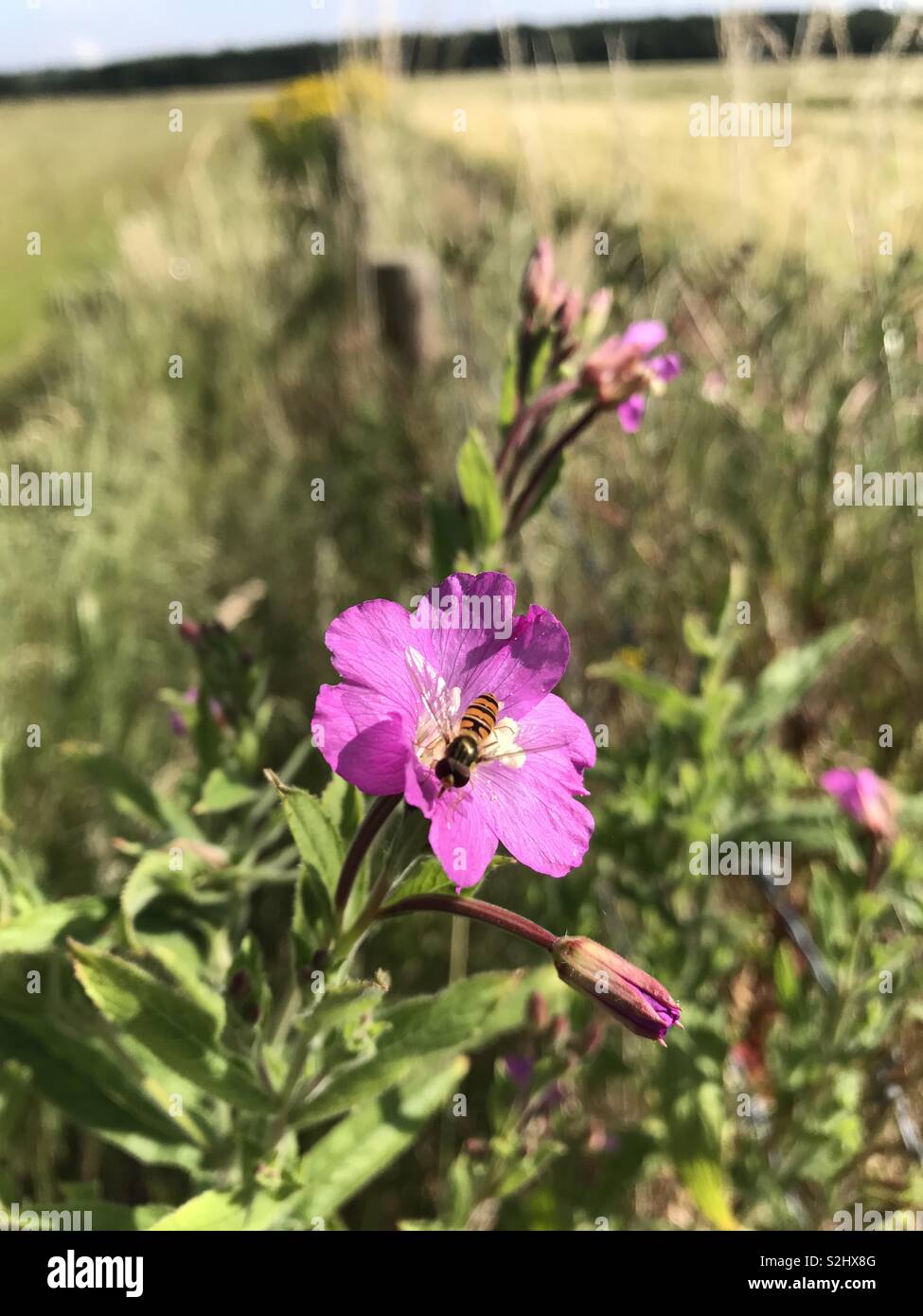 Bienen sammeln Nektar von Lila wildflower in einem Bereich, in Kent, England. Sommer 2018. - Smartphone-aufgenommenes Stockfoto