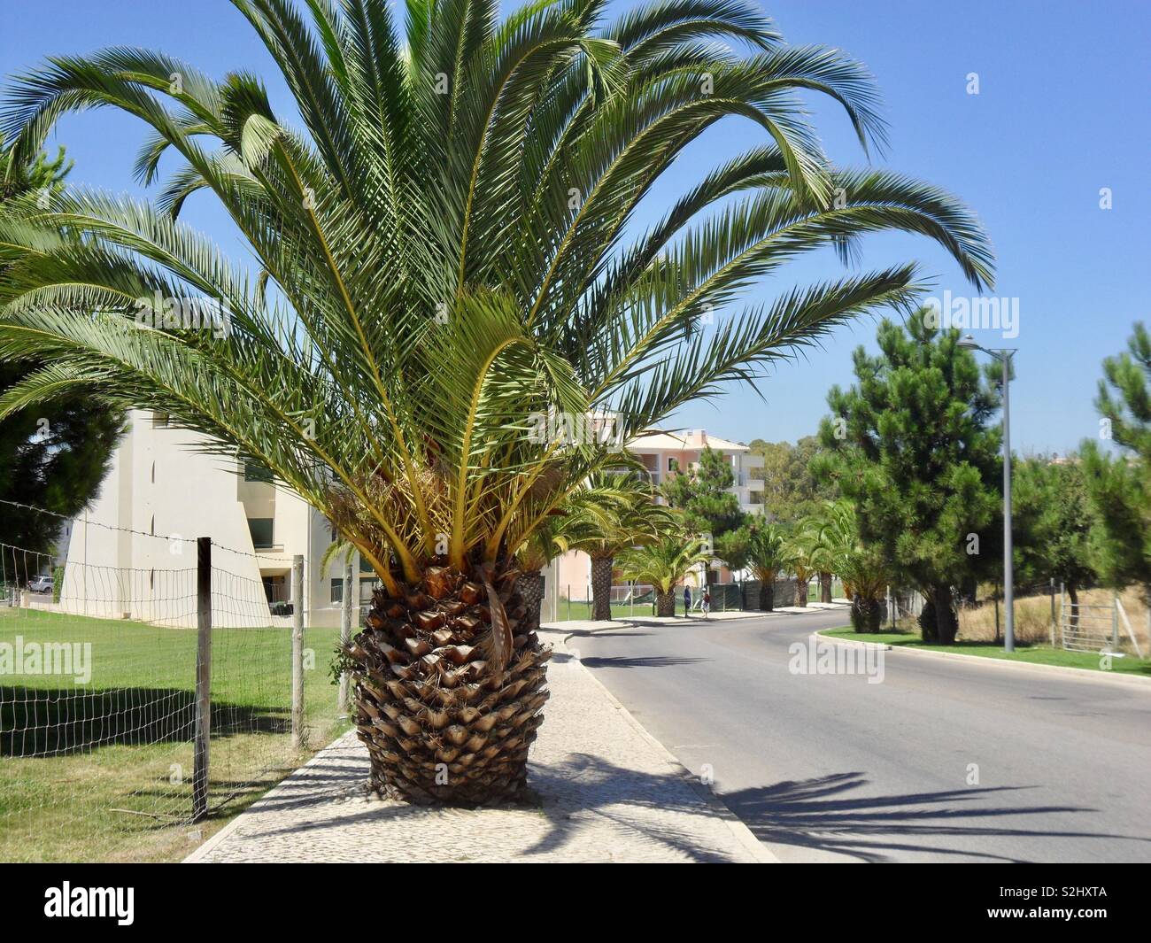 Ananas Palme in Albufeira, Portugal Stockfotografie - Alamy