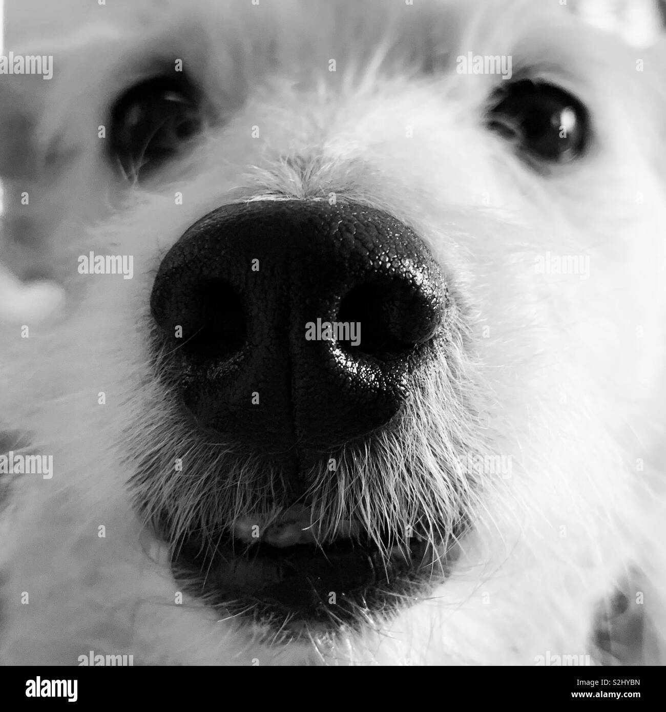 Nahaufnahme des schwarz weißen Hund Nase Stockfoto