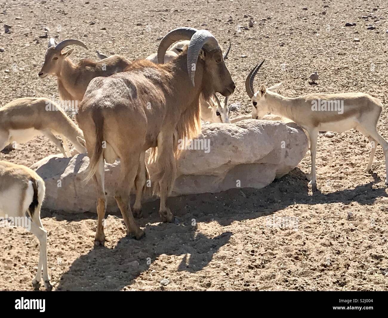 Mähnenspringer und Gazelle auf Sir Bani Yas Insel Stockfoto
