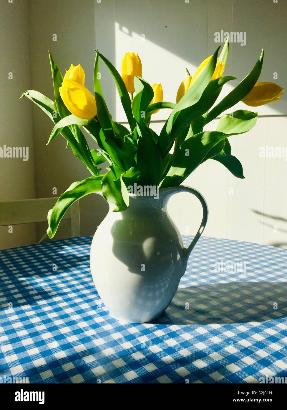 Farbpalette - Blau und Gelb. Gelbe Tulpen - Smartphone-aufgenommenes Stockfoto