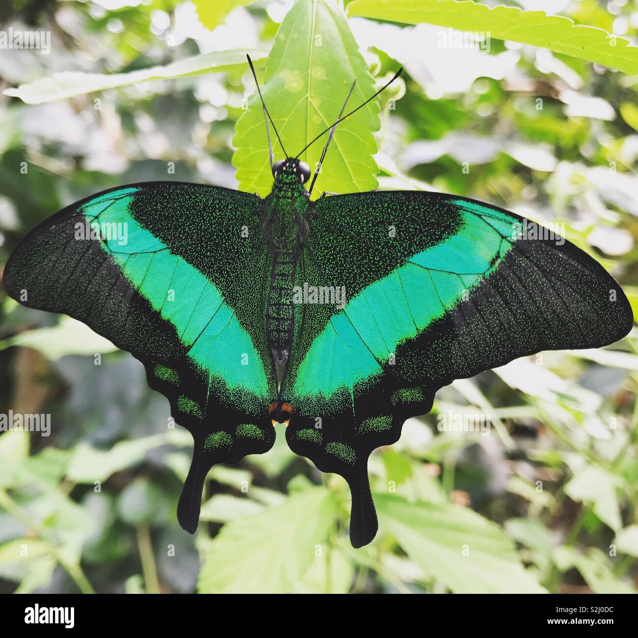 Schwarz und grün Schmetterling Stockfoto