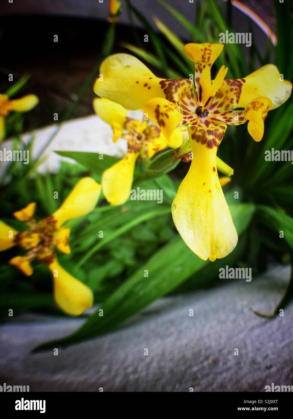 Eine Orchidee in voller Blüte. - Smartphone-aufgenommenes Stockfoto