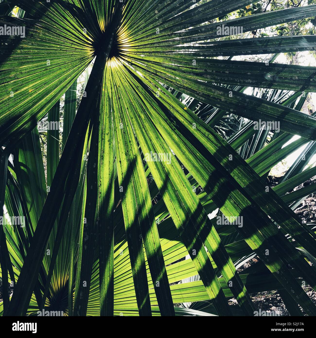 Tropische Sonne Filter durch die Palmwedel in Mexiko Stockfoto