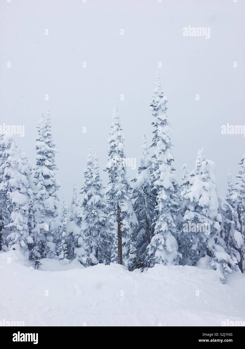 Schnee bedeckt alpine Bäumen bedeckt an einem verschneiten Wintertag. Stockfoto