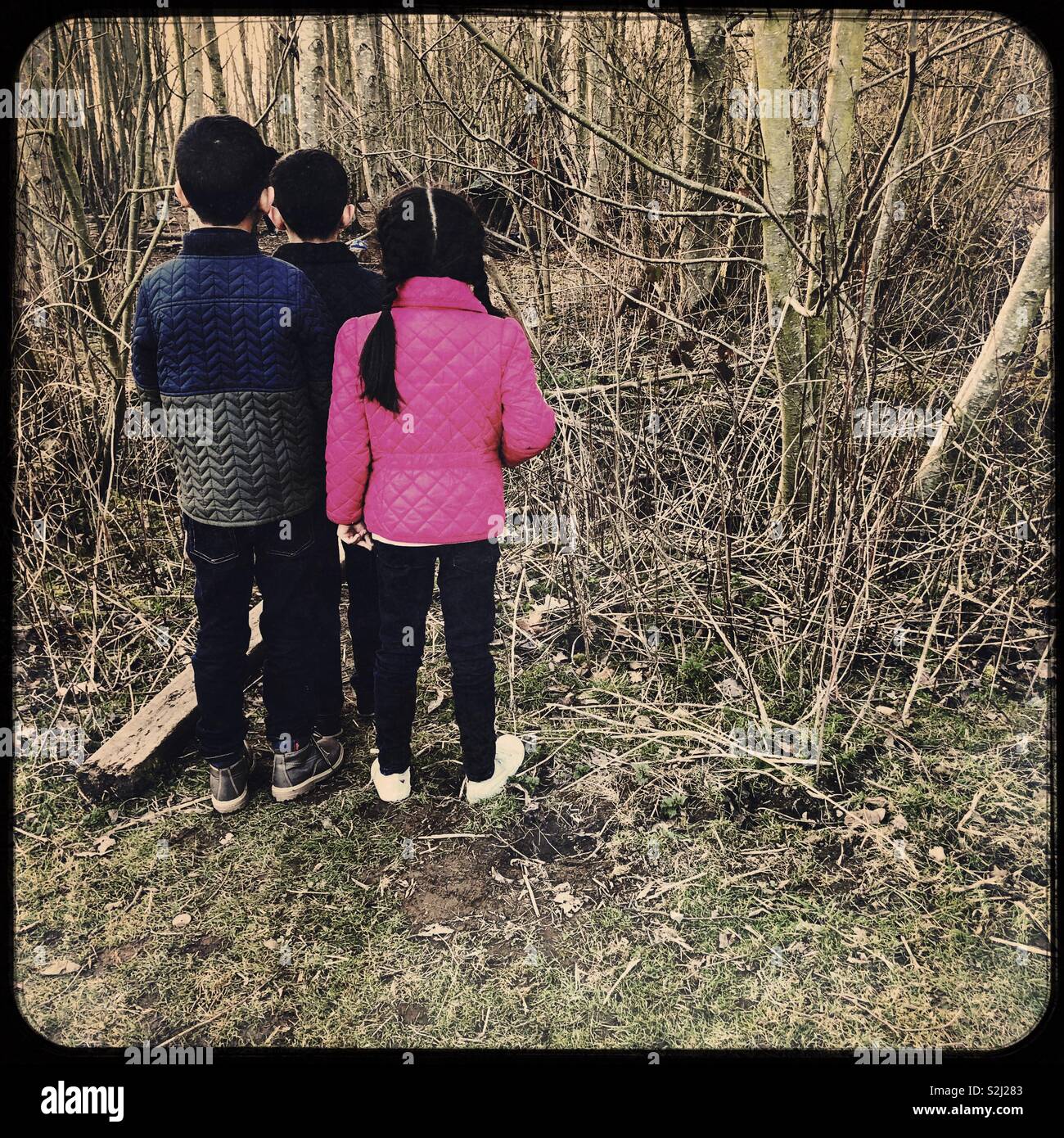 3 Kinder mit Blick auf den Wald, der Betrachtung gehen. Stockfoto