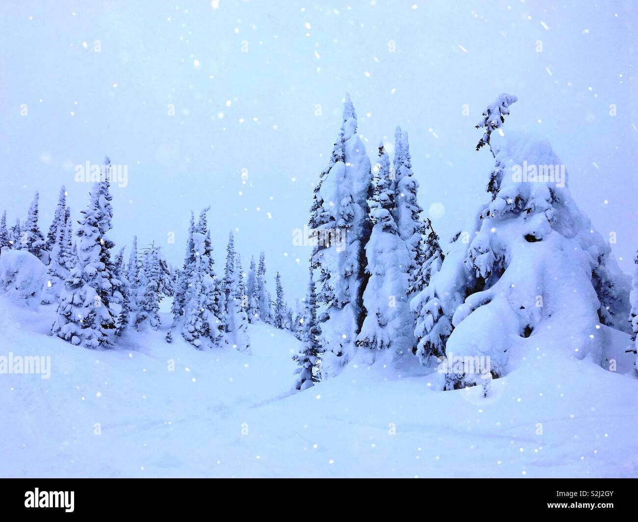 Die winterliche Landschaft mit Bäumen im Schnee bedeckt. - Smartphone-aufgenommenes Stockfoto