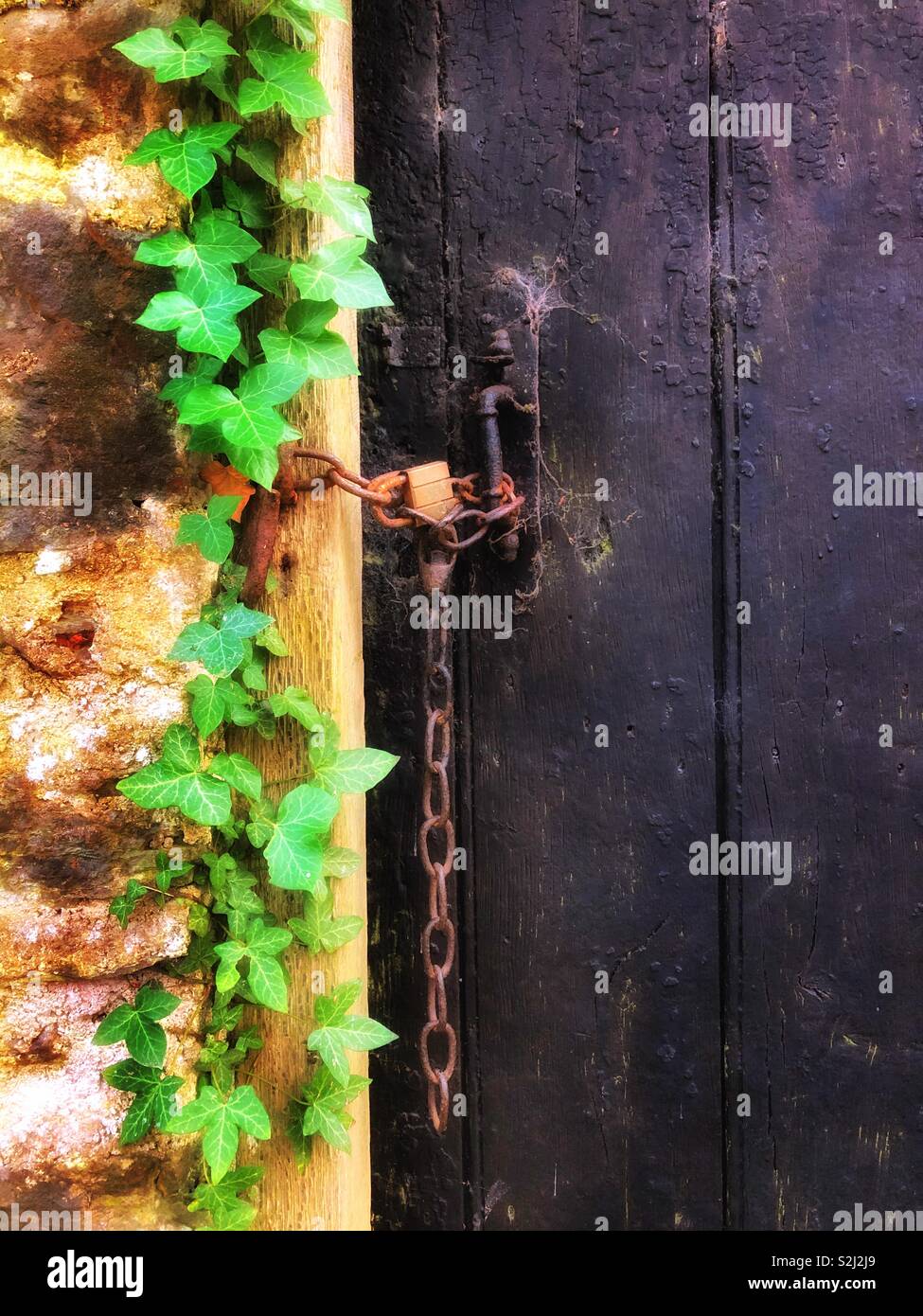 Efeu wächst von einem alten Gesperrt schwarze Tür. Stockfoto