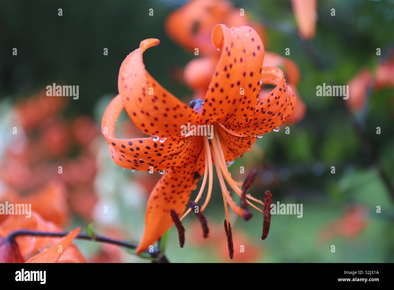 Gefleckte Lily - Smartphone-aufgenommenes Stockfoto