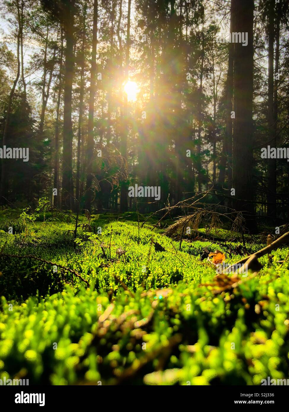 Sattgrünes Moos auf dem Waldboden im goldenen Schein der tiefstehenden Sonne, Kempen, Belgien, vertikal - Smartphone-aufgenommenes Stockfoto