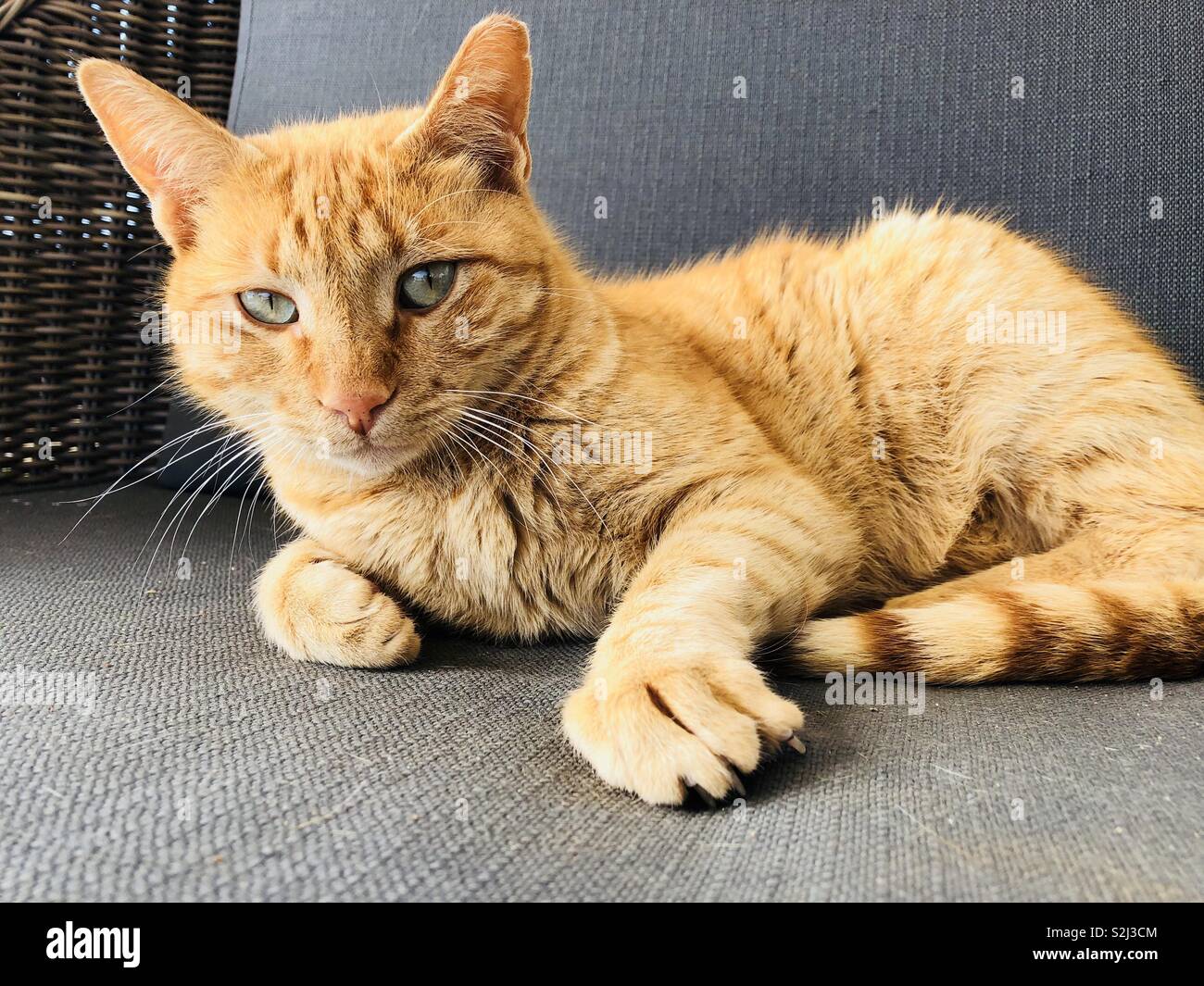 Ginger cat entspannt auf einem Sofa Stockfoto