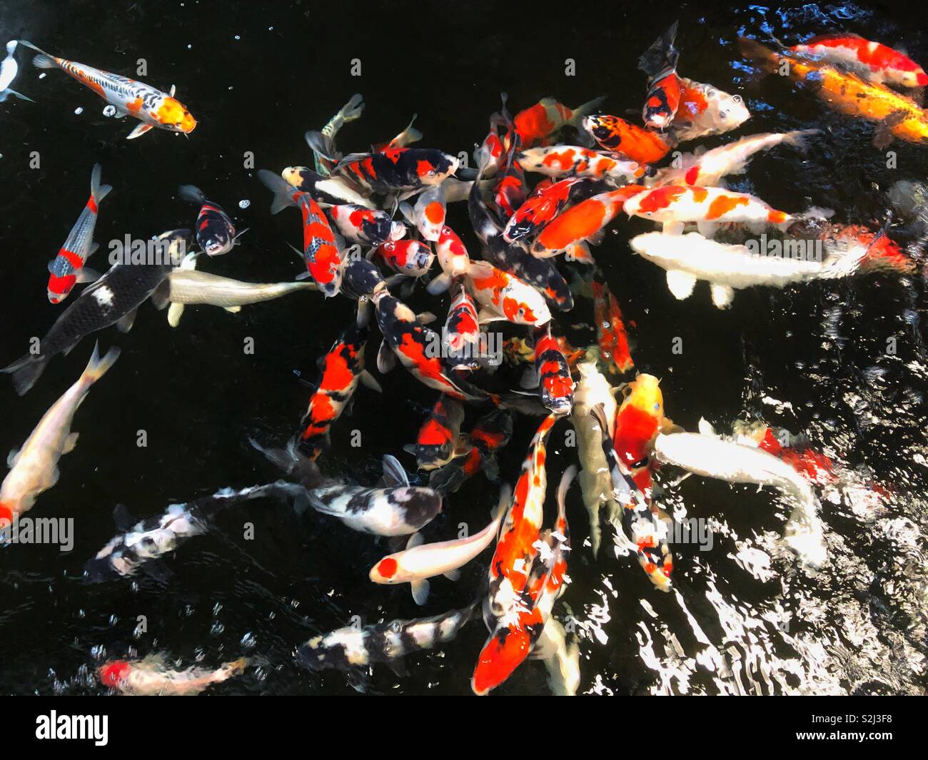Koi karpfen teich Fotos und Bildmaterial in hoher Auflösung Alamy