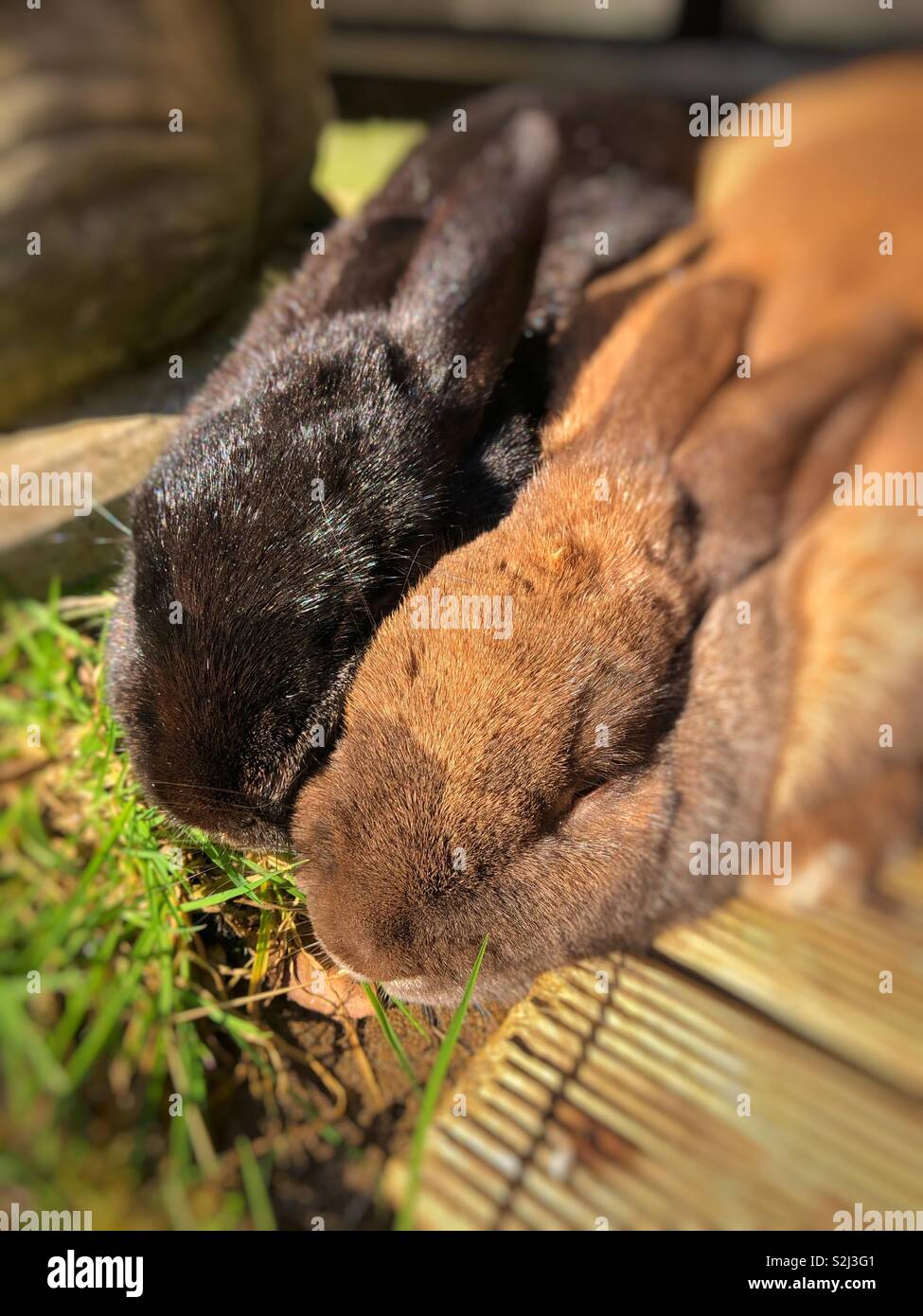Zwei domestizierte Haustier Kaninchen schlafen in der Sonne. Stockfoto