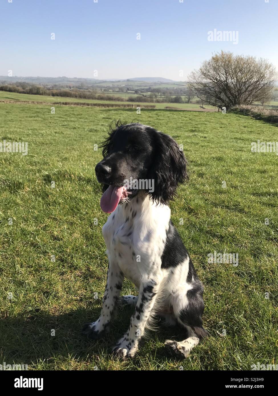 Springer Spaniel Welpen Stockfoto