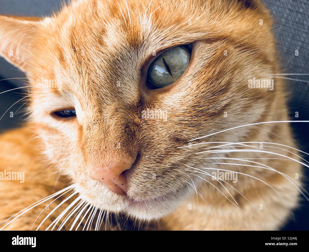 Ginger cat face schließen oben mit grünen Augen - Smartphone-aufgenommenes Stockfoto