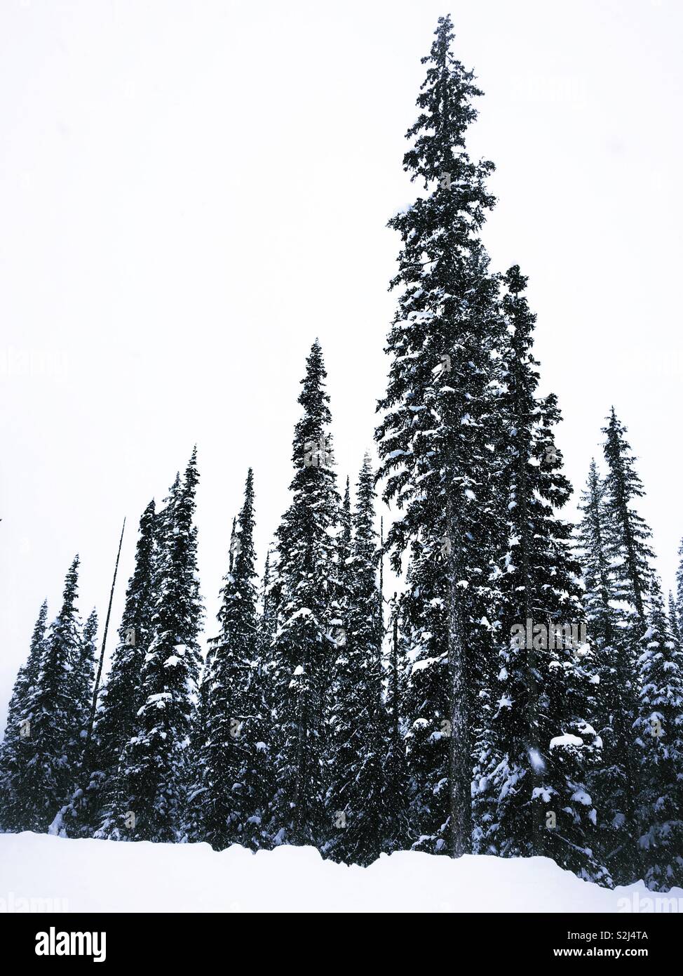 Slim hoch alpine immergrüne Bäume an einem verschneiten Wintertag. Stockfoto