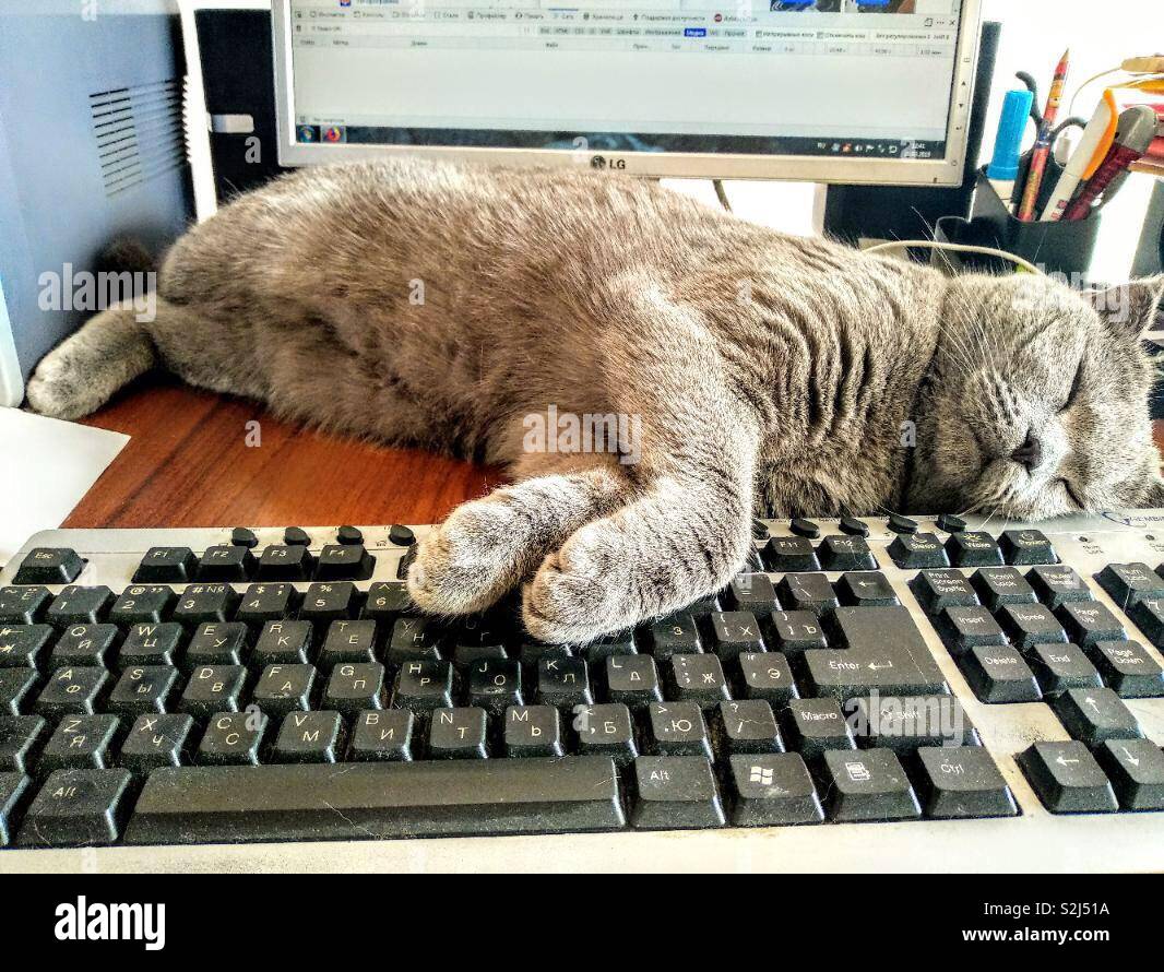 Wenn Sie brauchen, um eine Aufgabe auf dem Computer zu beenden, aber ihre Katze bringt Sie nach unten Stockfoto