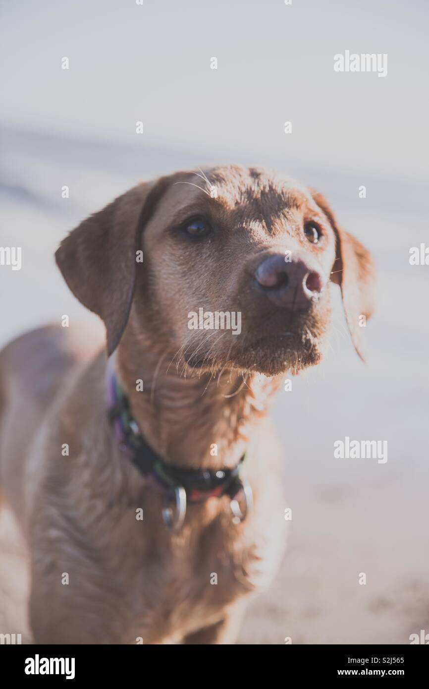 Ein Portrait eines passenden und gesunden jungen gelben Labrador Retriever Hund am Strand und wartet auf einen Befehl von Ihrem Master - Smartphone-aufgenommenes Stockfoto
